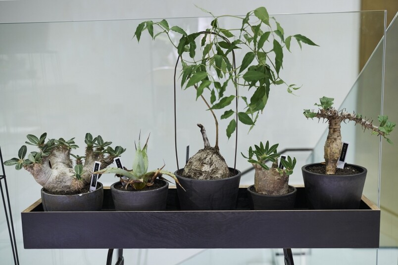 Plants of Gods是香港第一家以塊根植物為主題的品牌，除了販賣一系列由馬達