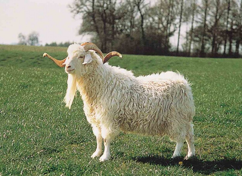 Mohair是由最好來源安哥拉山羊做為的自然纖維，毛皮是非常長和自然呈波